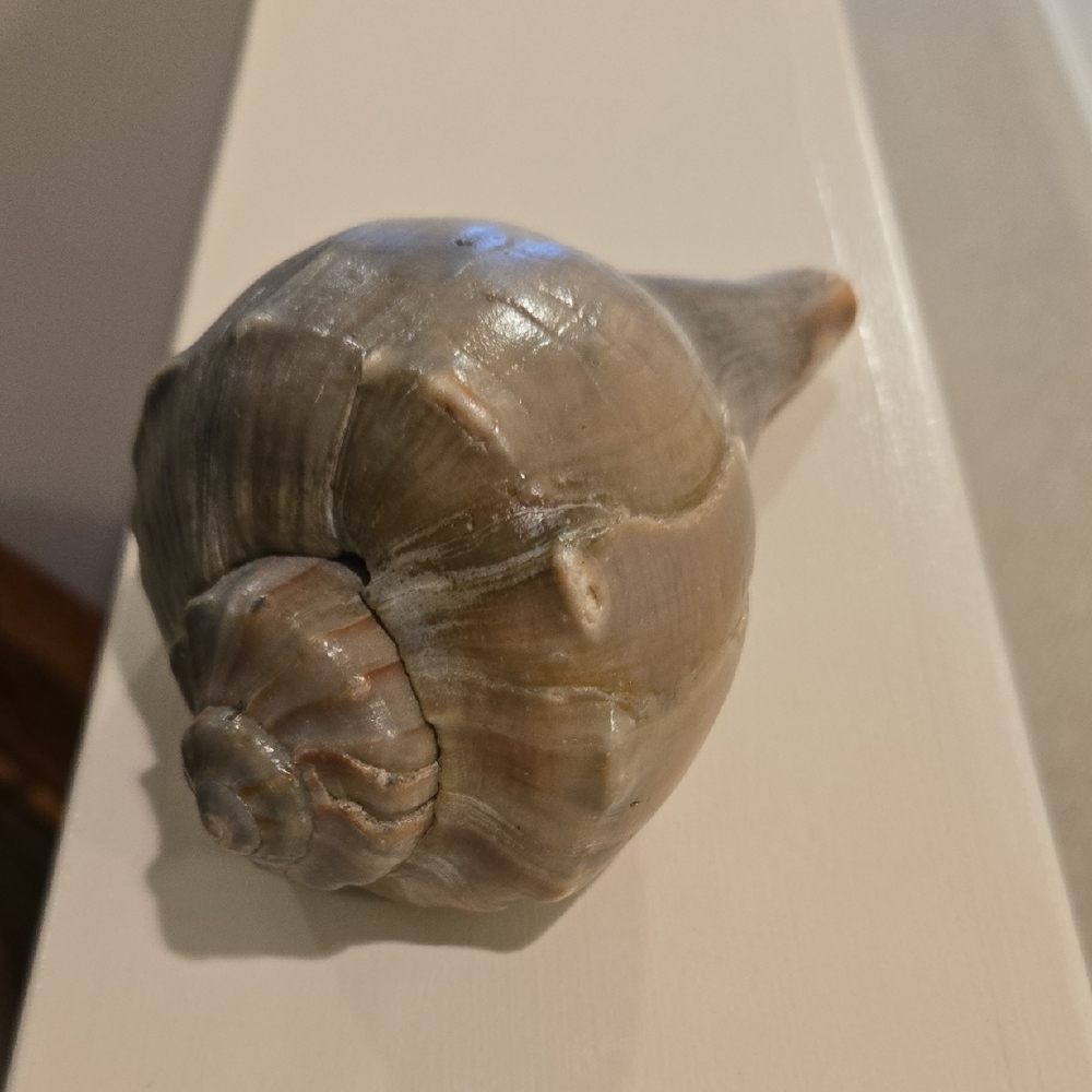 Natural Gray-Brown Seashell Home Decor
